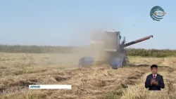 Nearly half a million tons of grain have already been stored in the Zhetysu region's granaries