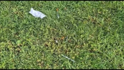 Visitor from Texas raises concerns after spotting needles at Denver park