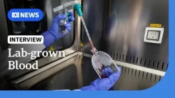 Australian researchers want to increase lab-grown blood production | ABC NEWS