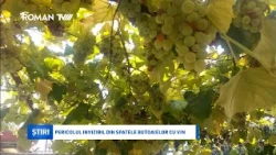 Pericolul invizibil din spatele butoaielor cu vin