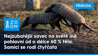 Rekordy v říši zvířat – pásovec