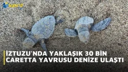 APPROXIMATELY 30 THOUSAND CARETTA CARETTA HATCHLINGS REACH THE SEA IN IZTUZU