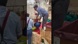 Grape Harvest Festival in the village of Venetico Superiore