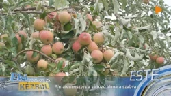 Almatermesztés a változó klímára szabva