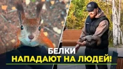 The number of people bitten by squirrels is growing in Yamal.