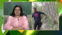 Sunita Pandey on Pesticide control  in sugarcane/गन्ने की फसल में कीटनाशक नियंत्रण पर सुनीता पांडे