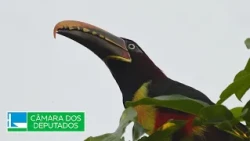 Brazil's second-largest biome, the Cerrado, remains poorly protected - 9/28/26