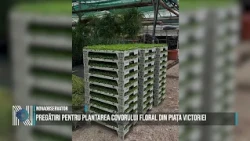 Preparations for planting the floral carpet in Victoriei Square