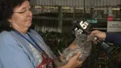 Arkansas-Oklahoma State Fair features chinchilla for the first time