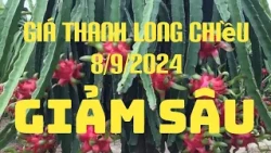 Giá thanh Long chiều 8/9/2024 l TV Bình Thuận