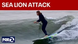 Bay Area woman recovering from sea lion attack | KTVU