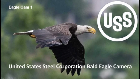 U.S. Steel Bald Eagle Nest - West Mifflin - Monongahela River