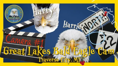 Bald Eagle Nest in Traverse City, Michigan