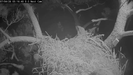 Kisatchie National Forest Bald Eagle Nest Cam