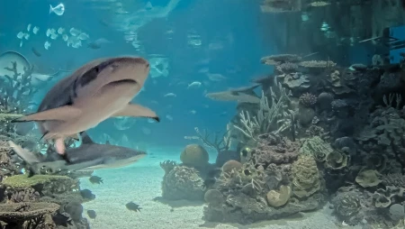 Baltimore - National Aquarium - Shark Tank