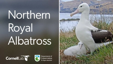 Northern Royal Albatross Nest - Taiaroa Head - New Zealand