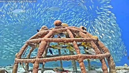 Harbour Village Bonaire Coral Reef