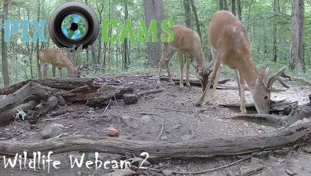 Wildlife Cam 2 in Southwestern Pennsylvania