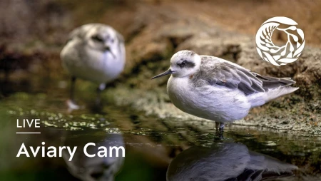 Monterey Bay Aquarium - Aviary Cam