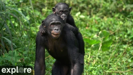 Baby Bonobo Nursery at Lola ya Bonobo Sanctuary