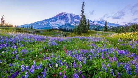 Mount Rainier Wildflower Meadow - Sunset and Nature Sounds