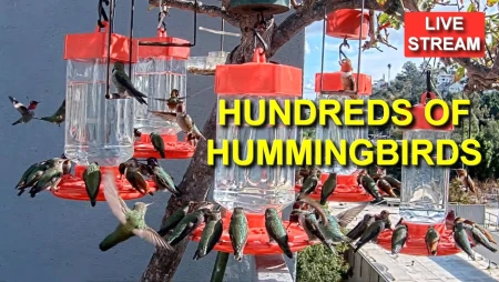 Live Hummingbird Feeder Cam in Simi Valley, California