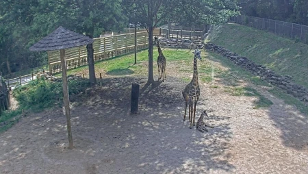 Greenville Zoo - Giraffe Paddock